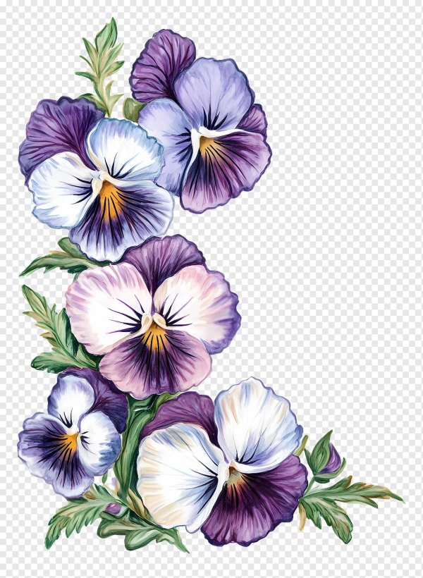 красочные цветы