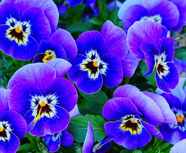 виола виттрока сиреневая