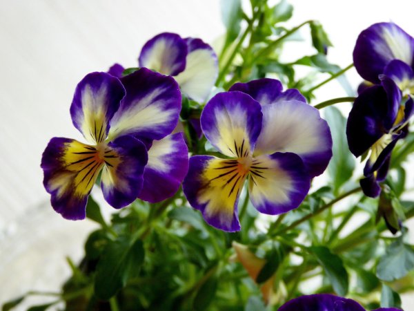 анютины глазки