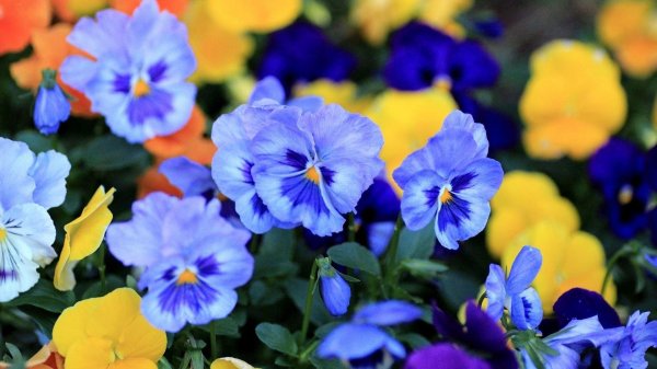 фиалка виттрока