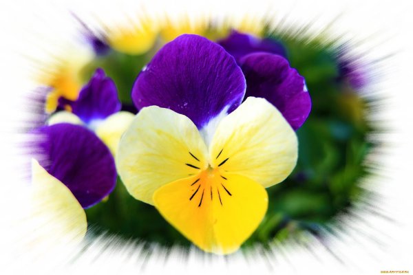 анютины глазки