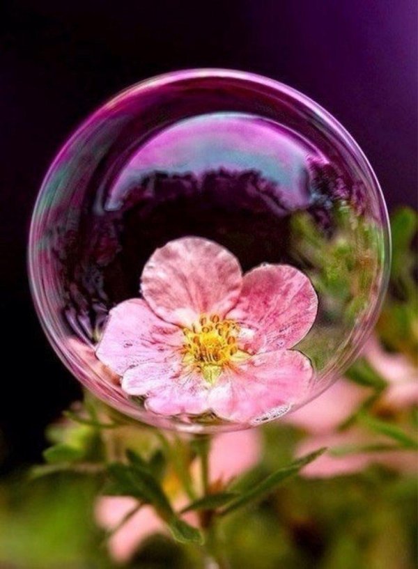 цветок в пузыре