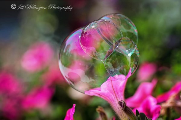 цветы мыльные