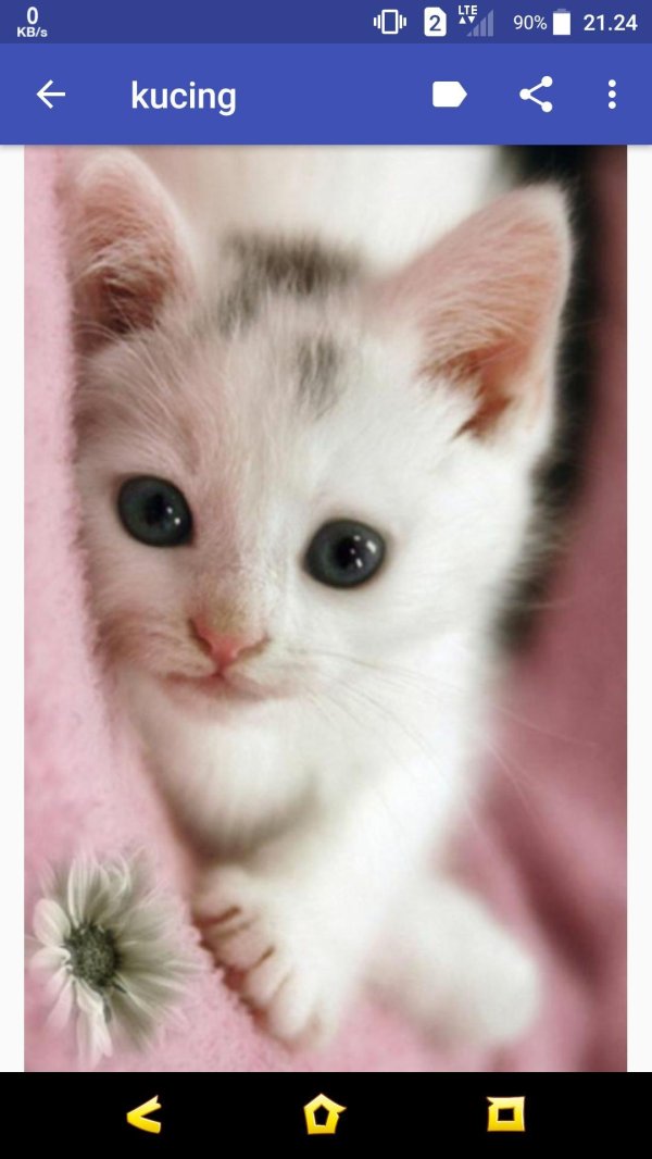 белый голубоглазый котенок