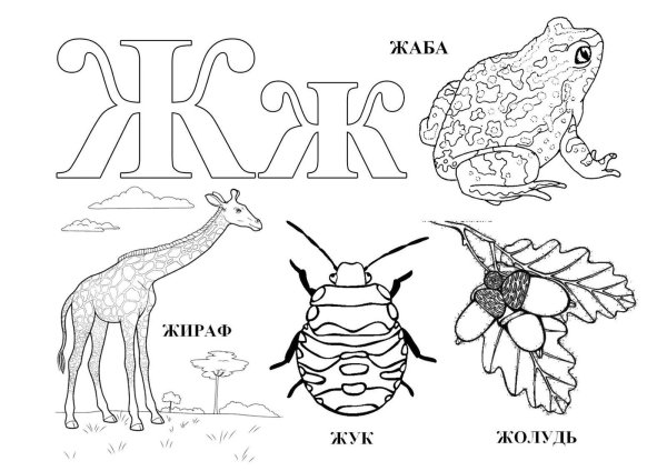 раскраска жираф