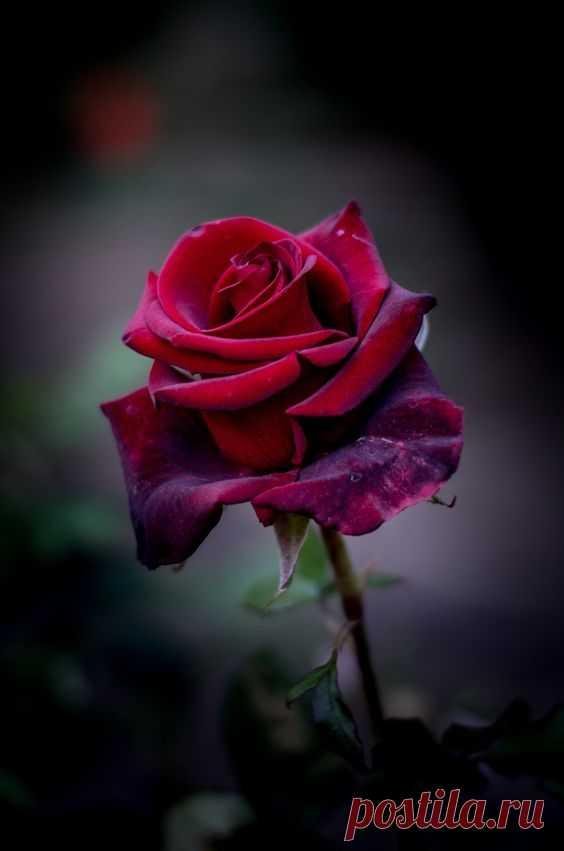 роза чайногибридная бермуда