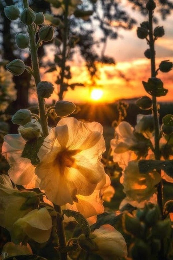 цветки мальвы