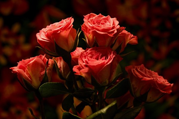 роза поэтри