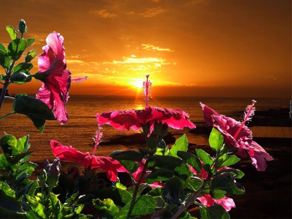 цветок на закате