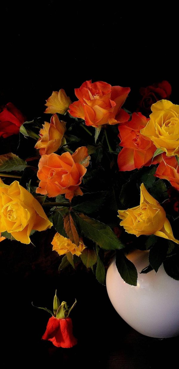 жёлтые розы