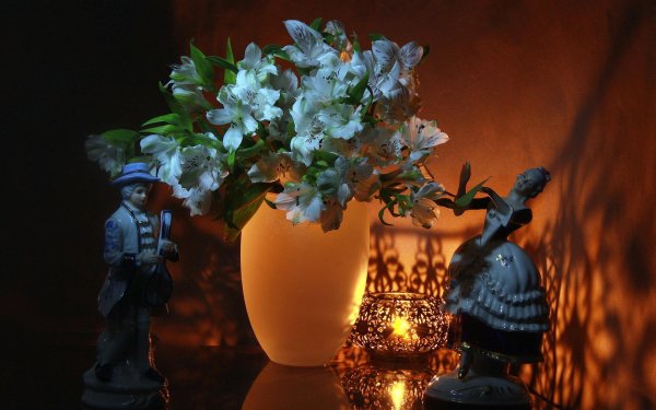 вечерние цветы