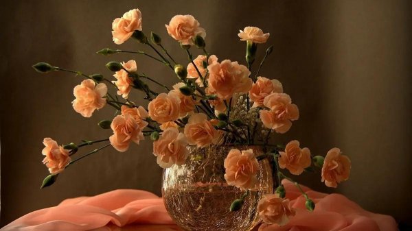 персиковая гвоздика диантус