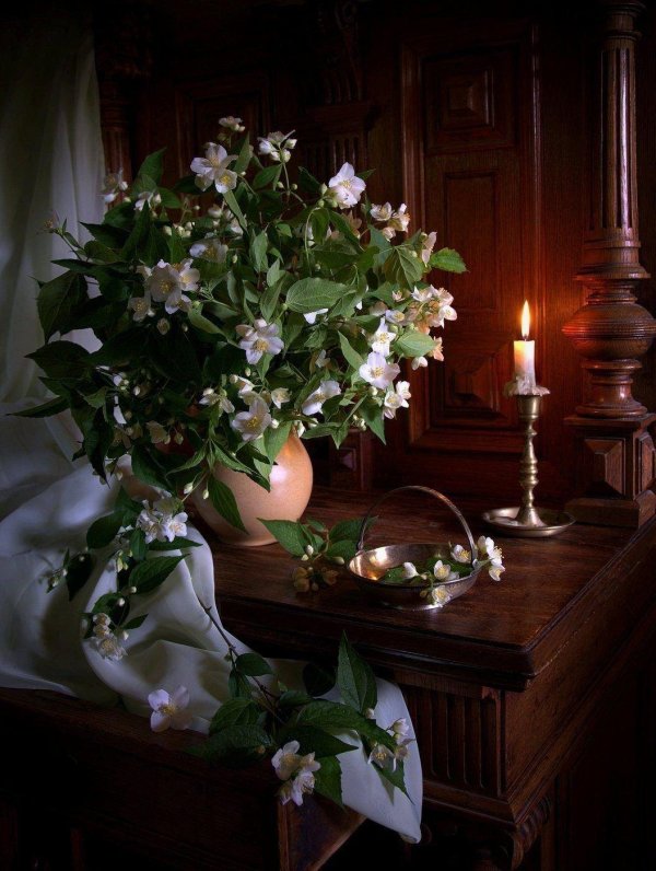 жасмин фотоэтюд