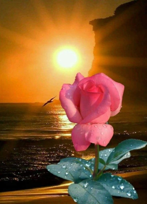 розы спокойной ночи