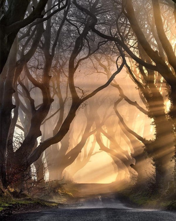 пейзаж темный