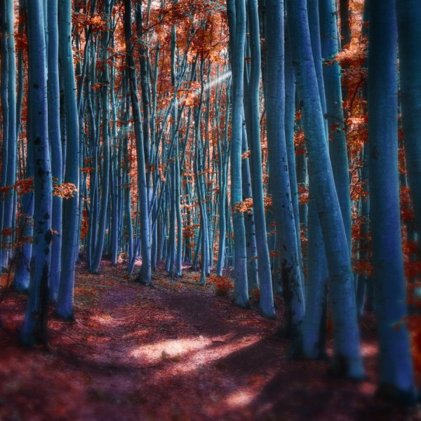 фотограф янек седлар janek sedlar