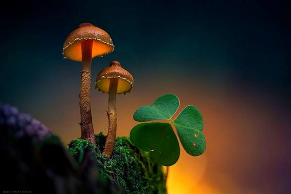 светящиеся грибы