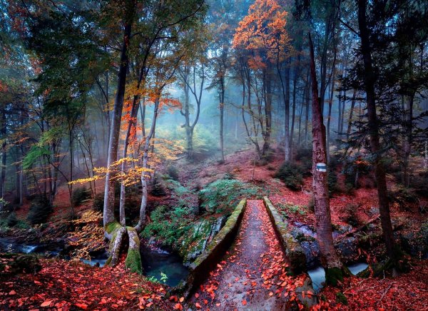 осень туман