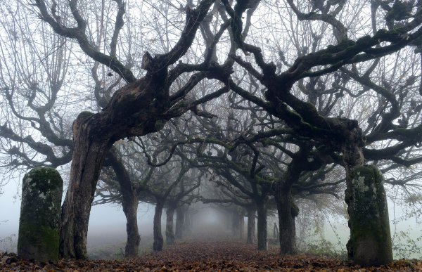 мрачное дерево