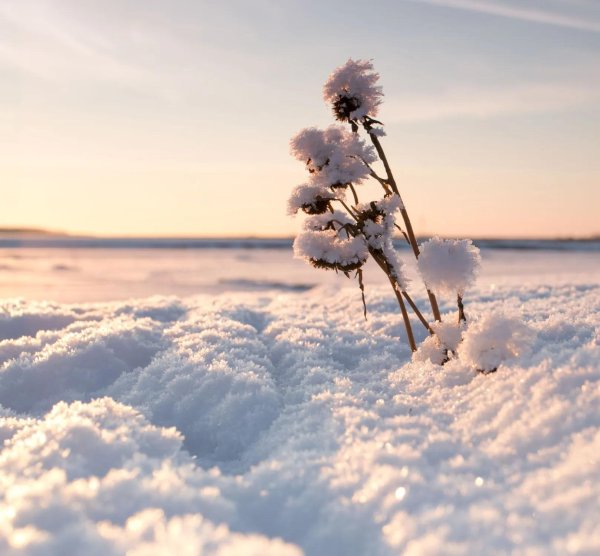 природа зимняя