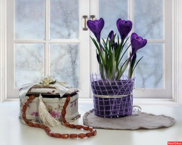 цветок крокус