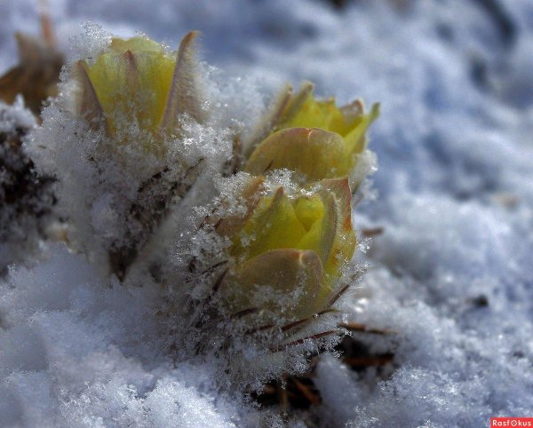 забайкальские подснежники ургульки