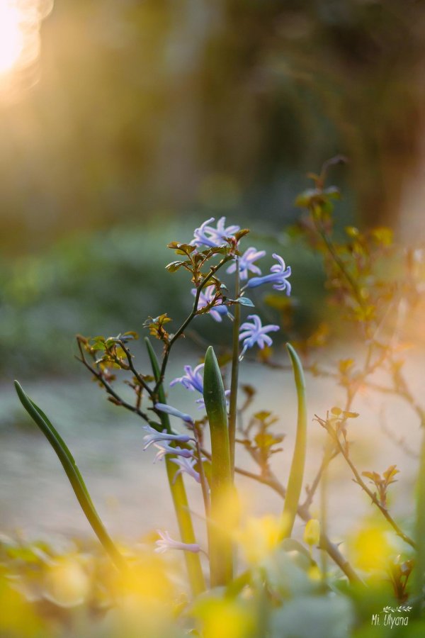 пролеска сибирская макрофото