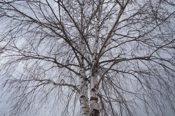 ветви березы