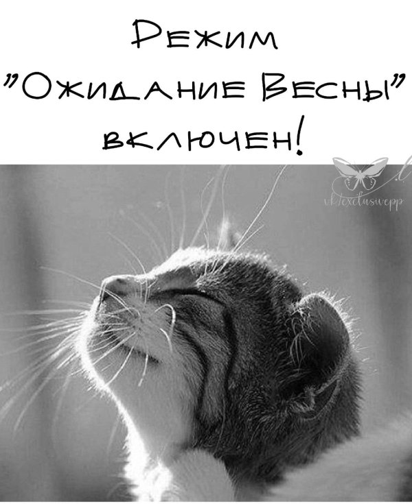 счастливая кошка