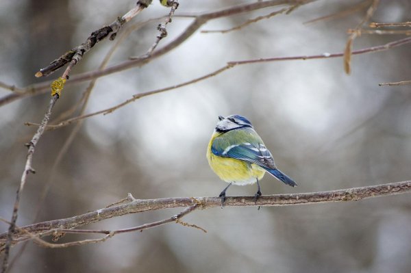 синичка лазоревка