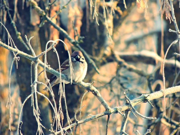 воробей полевой
