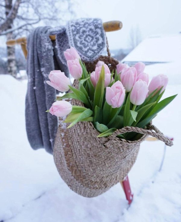 красивые зимние тюльпаны