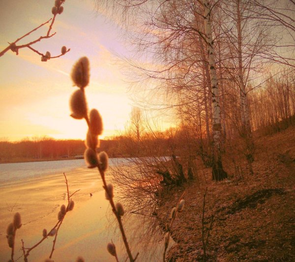 ветка вербы