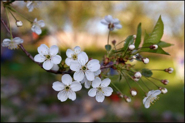 яблоня сибирская цветение