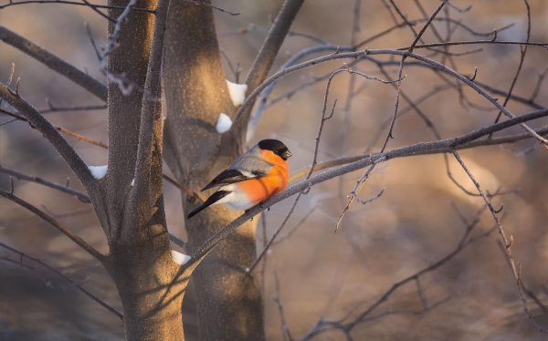 сибирский снегирь