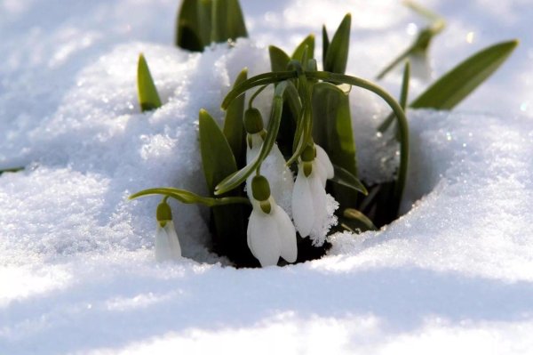 апрель подснежник чайковский