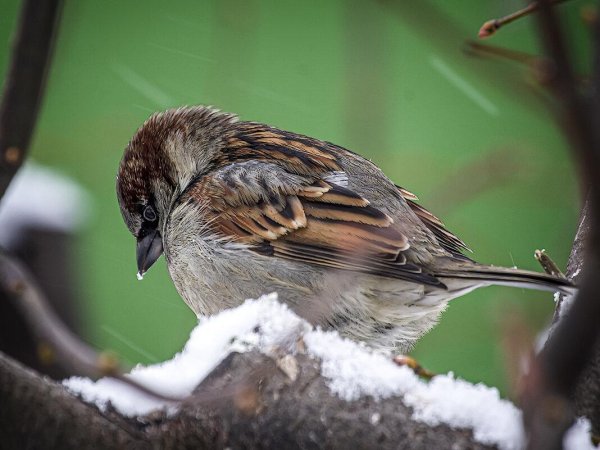 лесная завирушка воробей
