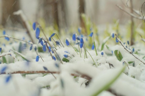 подснежник голубой