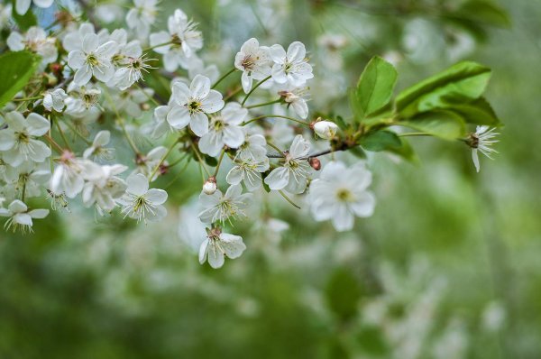 цветущая вишня