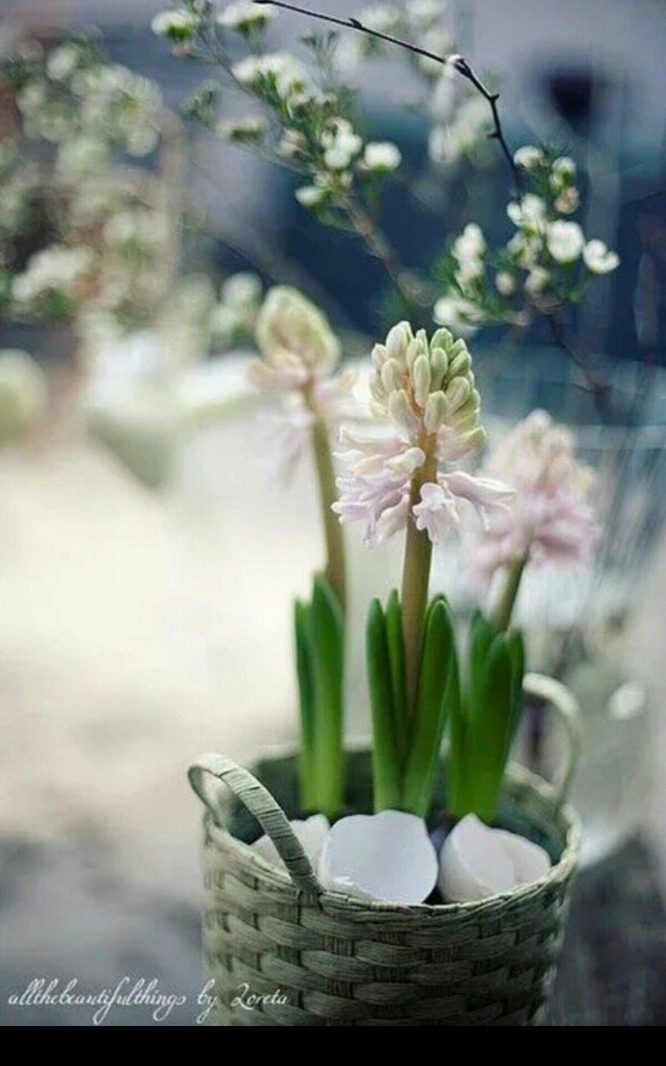 цветок гиацинт белый