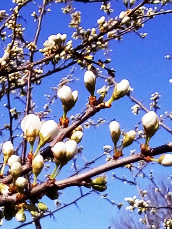 соцветие вишни