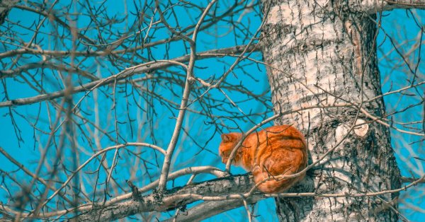 коты прилетели