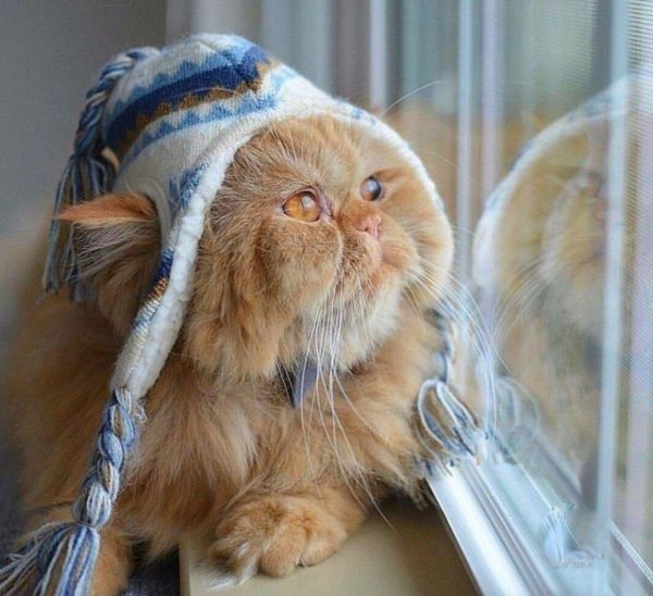 кошка в ожидании