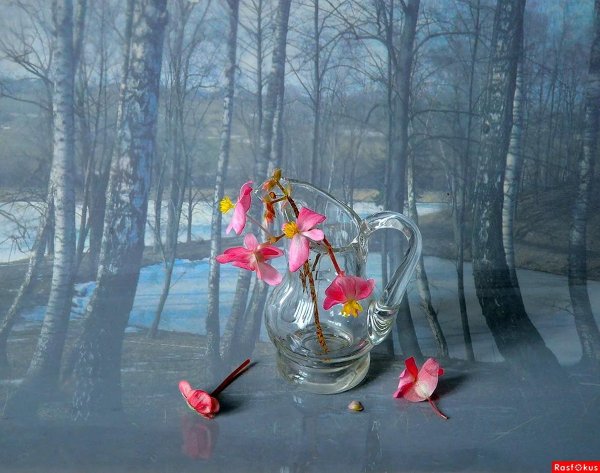 дождливый натюрморт