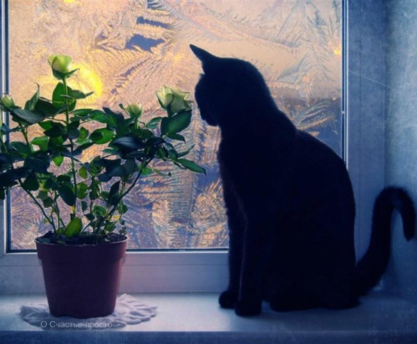 кошка на окошке