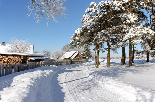 зимнее дерево