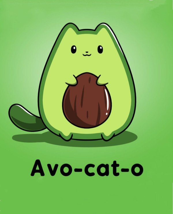 avocado cat
