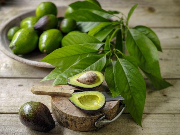 авокадо дерево