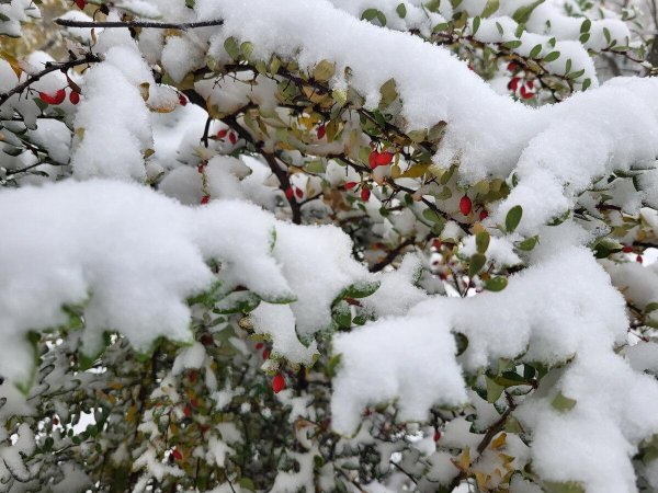 снежный корень