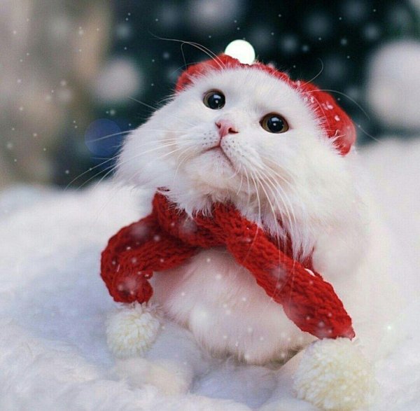 котики новогодние